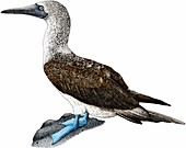 Blue-footed booby,Illustration