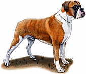 Boxer Dog,Illustration
