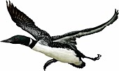 Common loon,Illustration