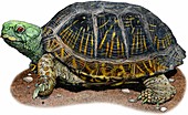 Desert box turtle,Illustration