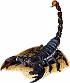 Emperor scorpion,Illustration