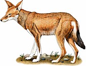 Ethiopian wolf,Illustration