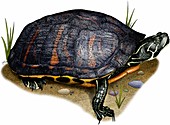 Florida red bellied turtle,Illustration