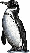 Galapagos penguin,Illustration