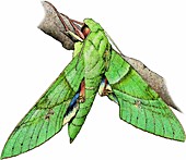 Gaudy sphinx moth,Illustration