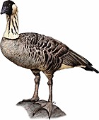 Hawaiian goose,Illustration