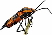 Large milkweed bug,Illustration