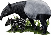 Malayan tapir,Illustration