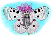 Mountain apollo butterfly,Illustration