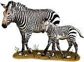 Mountain zebras,Illustration