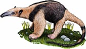 Northern tamandua anteater,Illustration