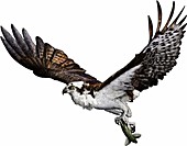 Osprey,Illustration