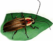 Pennsylvania firefly,Illustration