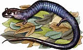 Red hills salamander,Illustration