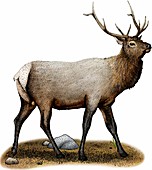 Rocky mountain elk,Illustration