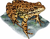 Yellow legged frog,Illustration