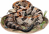 Timber rattlesnake,Illustration