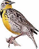 Western meadowlark,Illustration