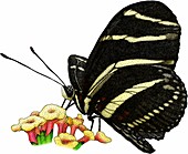 Zebra longwing butterfly,Illustration