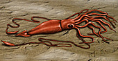 Giant Squid,Illustration