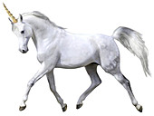 Unicorn,Illustration