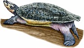 Arrau River Turtle,Illustration