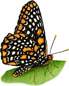 Checkerspot Butterfly,Illustration