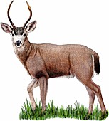 Black-tailed Deer,Illustration