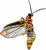 Common Eastern Firefly,Illustration