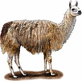 Domestic Llama,Illustration