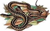 Eastern Garter Snake,Illustration