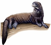 Giant River Otter,Illustration