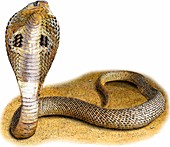 Indian Cobra,Illustration
