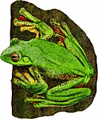 Malabar Gliding Frog,Illustration