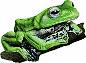 Norhayatis Flying Frog,Illustration