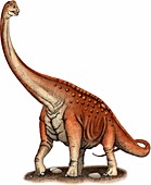 Paluxysaurus,Illustration
