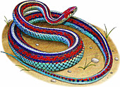 San Francisco Garter Snake,Illustration
