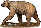 Short-faced Bear,Illustration