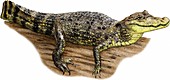 Spectacled Caiman,Illustration