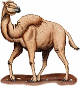 Western Camel,Illustration