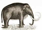 Woolly Mammoth,Illustration