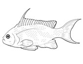 Sea Goldie,Illustration