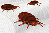 Bed Bugs,Illustration