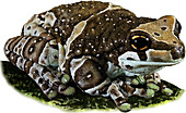 Amazon Milk Frog,Illustration