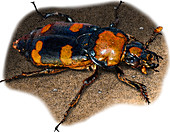 American Burying Beetle,Illustration