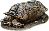 Chaco Tortoise,Illustration