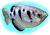Banded Archerfish,Illustration