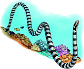 Black-banded Sea Krait,Illustration