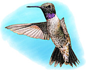 Black-chinned Hummingbird,Illustration