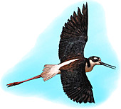 Black-necked Stilt,Illustration